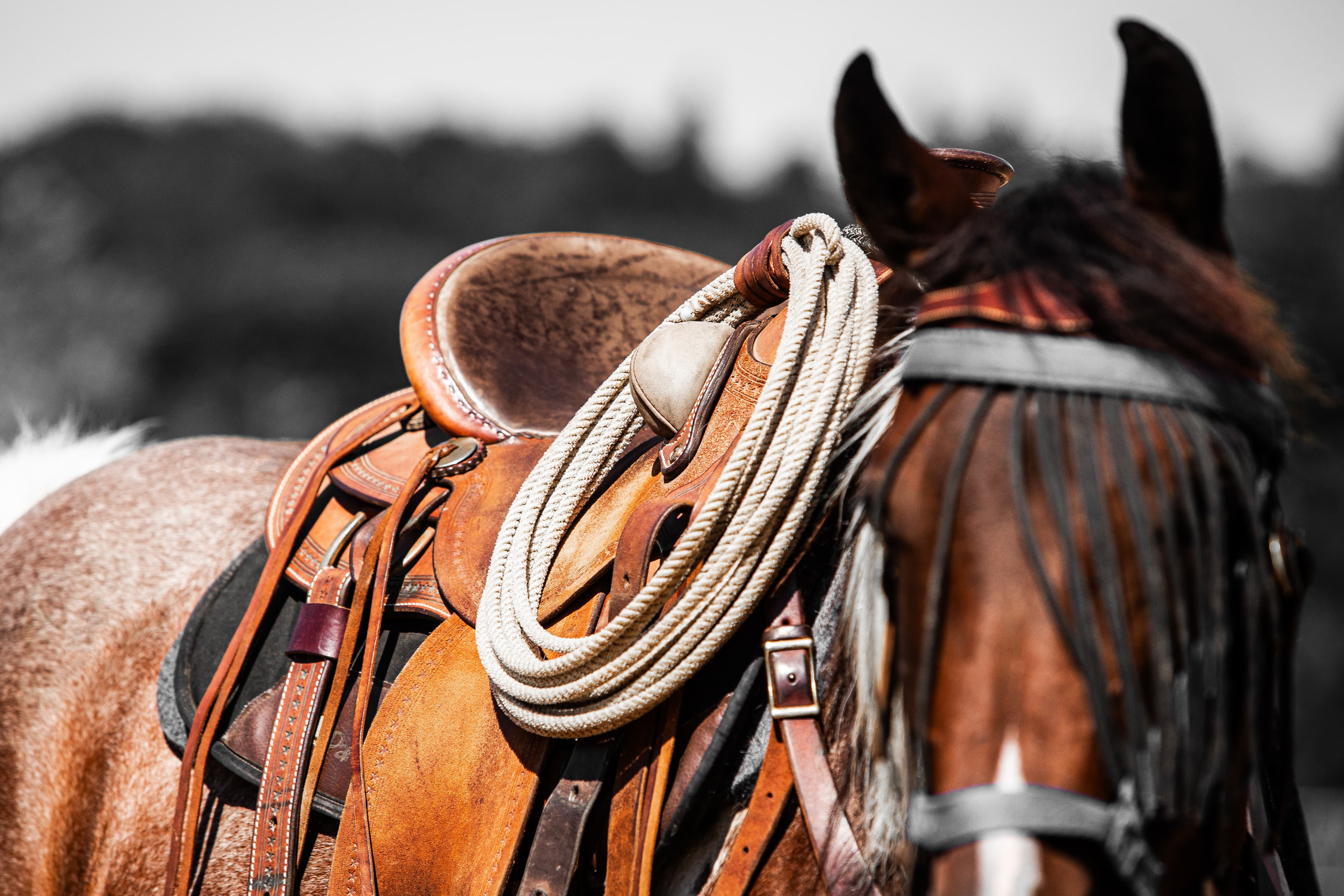 Pferd mit Sattel und Ausrüstung